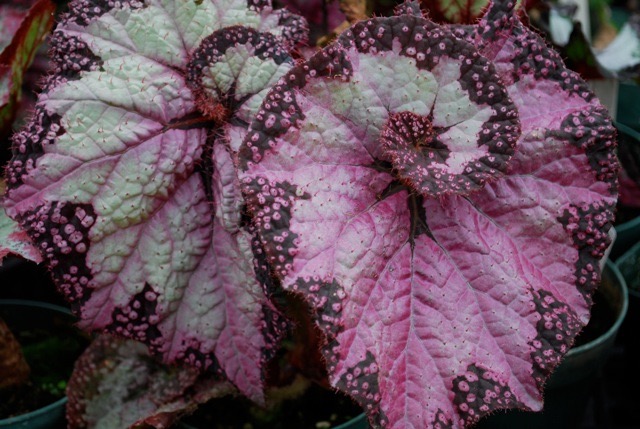 B. ‘Victorian’